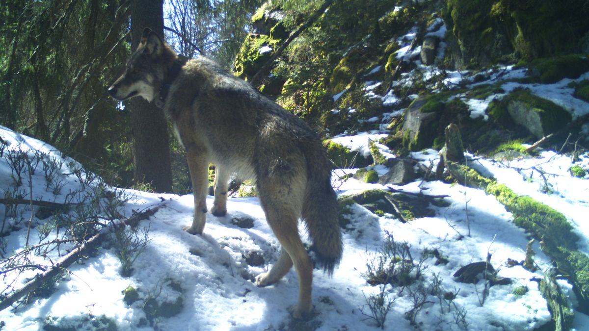 Vlci se na Šumavě zabydleli v šesti teritoriích